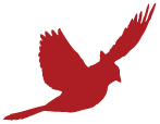 bird photo